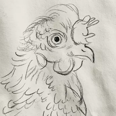 A line drawn head of a chicken, showing some of the feathers . The chicken is turned to the side. 